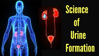 Science of Urine Formation in Human [upl. by Nac]