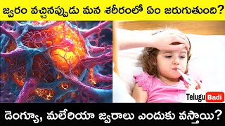 What is Fever Why Do We Get a Fever Telugu Badi  What Happens in Your Body When You Get Fever [upl. by Babbette666]