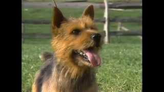 Norfolk Terrier  AKC Dog Breed Series [upl. by Gessner]