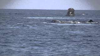 Sperm Whale Breaching [upl. by Highams]