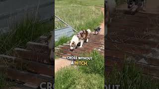 Clever Dogs Figure Out How to Get Across Cattle Guard 🐶 🙌 [upl. by Deck]