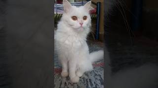 beautiful cat catlover cute viralvideo foryou funny fyp viralshorts vtuber india uk usa [upl. by Felicity109]