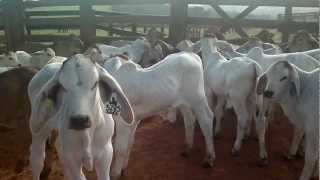 Terneros Brahman 2012 081mp4 [upl. by Alaric]