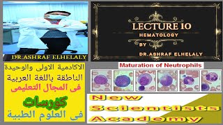 10 Haematology maturation neutrophils  blood neutrophil [upl. by Artur343]