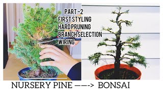 Creating pine bonsai from nursery plant pine bonsai [upl. by Giselbert]