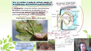 O512 Nutrition des mycètes à partir de substrats vivants [upl. by Theressa]