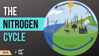 नाइट्रोजन चक्र  Nitrogen Cycle Explained  Definition Stages and Importance in Hindi MeraGuruji [upl. by Barthol790]