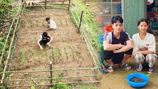 Quan and Phuong fenced the vegetable garden together Picked up Stream Snails to sell [upl. by Dnalra]