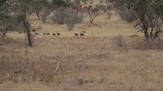 Vulturine Guinea Fowl on the run [upl. by Innos744]