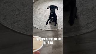 It was everything and more dog puppy dogvideos funny fyp shortsvideo [upl. by Winou916]