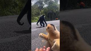 Love The Way These Gibbons Walk😍 wildlife gibbons naturelovers [upl. by Averell]