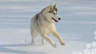 My Husky Puppy Sees Snow For the FIRST Time [upl. by Mikkanen413]