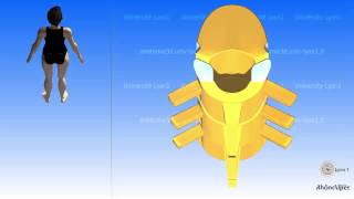 The thoracic vertebra and the mobility of the thoracic region [upl. by Johna]