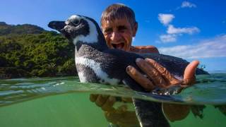 True Story of Dindim The Penguin That Returns Every Year To Reunite With His Rescuer [upl. by Clay]