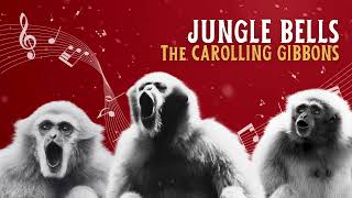 The Carolling Gibbons  Jungle Bells [upl. by Dame]