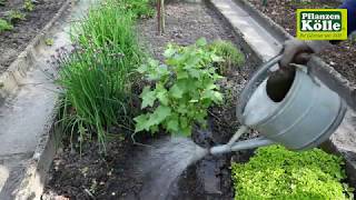 Schwarze Johannisbeeren einpflanzen im Garten I PflannzenKölle [upl. by Eibrik946]