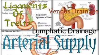 Duodenum2Ligament Of TreitzBlood SupplyNerve SupplyVenous DrainageLymphatic DrainageAbdominal [upl. by Oirrad]