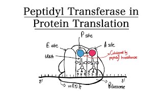 Peptidyl Transferase in Protein Translation  MCAT BIOCHEMISTRY [upl. by Engelbert]