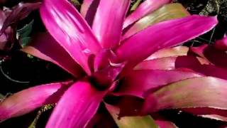 Neoregelia neo bromeliads explained [upl. by Anaynek956]