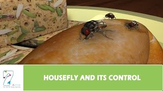 HOUSEFLY AND ITS CONTROL [upl. by Akeem]