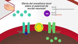 06 MECANISMO DE ACCIÓN ANESTÉSICOS LOCALES [upl. by Shelia]