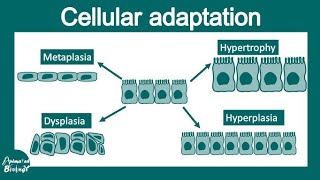 metaplasiahyperplasiahypertrophy and atrophy [upl. by Mathe]