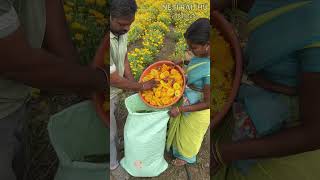 గైల్లార్డియా సాగు agriculture gaillardia flowers farming shorts shotsvideo youtubeshorts [upl. by Enedan]