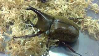 HD Xylotrupes pubescens from Kingdom of Beetle Taiwan origin PhilippinesMP4 [upl. by Ahsatniuq]