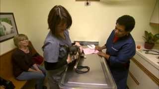 VetsOnCall – Dog Behavior Cat Pneumonia A Days Work [upl. by Jeffrey353]