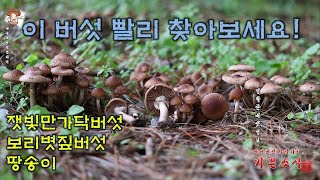 이 버섯 빨리 찾아보세요 잿빛만가닥버섯 Lyophyllum decastes땅송이 Tricholoma terreum보리볏짚버섯 Cyclocybe erebia흑목이 [upl. by Tedie656]