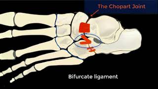 Ultrasound Midfoot Chopart Joint Ligament complex Part 2 Tutorial [upl. by Enneirda]