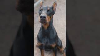 Unleashing the Truth on Doberman Pinscher Ear Cropping [upl. by Avron]