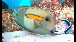 モンツキハギ Orangespot surgeonfish Orangeband surgeonfish Acanthurus olivaceus [upl. by Enilrem]