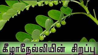 Phyllanthus niruri medicinal uses  கீழாநேல்லியின் மருத்துவகுணம் [upl. by Ogram]