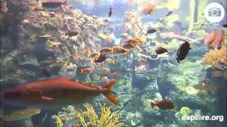 Coral Reef Live Cam [upl. by Ahsrav676]