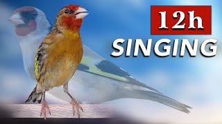 Goldfinch Mule Singing 100 Goldfinch Song [upl. by Imyaj683]