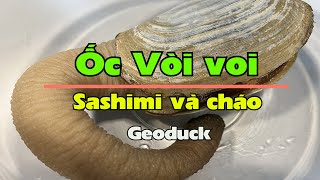 Ốc Vòi voi Geoduck làm không khó ăn mới khó [upl. by Noyek]