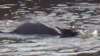 Crocodile Attack at the Mara River [upl. by Ailaro841]