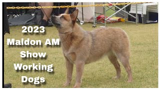 2023 Maldon AM Show  Working Dogs [upl. by Ermina]