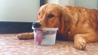 These Funniest Golden Retrievers will have you in Stitches 🤣 Funny dog videos 2024 [upl. by Aicad552]