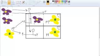 Genetics I Patterns of Inheritance [upl. by Muffin]