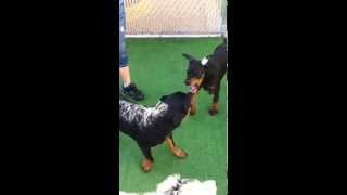 Rottweiler vs Doberman [upl. by Cicily]