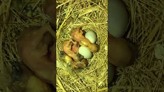 Mix Finches Chicks in the Nest birds birdslover finch finchfinch petbird nature finchworld [upl. by Seto]