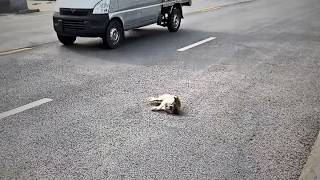 A stray dog hit after wandering into traffic looked fearfully for help but no one noticed💔 [upl. by Osy]