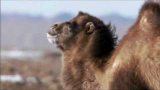 The Bactrian Camel [upl. by Rramo935]