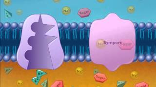 Cotransport Symport and Antiport [upl. by Imik]