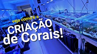 conheça a CRIAÇÃO DE CORAIS marinhos em Fortaleza Ceará Fazenda de CORAL [upl. by Haneeja]