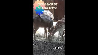 ZOOLOGICO DE CHAPULTEPEC [upl. by Arahsal442]