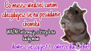 Co musisz wiedzieć przed zakupem CHOMIKA Informacje o których NIE KAŻDY mówi [upl. by Ayenat273]