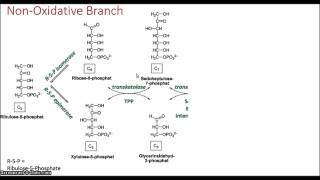 Pentose Phosphate Pathway [upl. by Roanna]